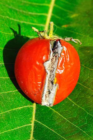 Ripe red tomato which has split and is rotting, UK.の写真素材