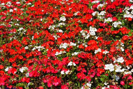 Red Begonias mixed with white Pelargoniumsの写真素材