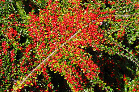 Cotoneaster berries growing on a plant in the early Autumn