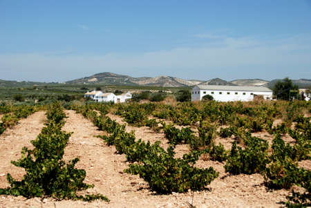 View across a Spanish vineyard with a farmhouse to the rear, Montilla, Cordoba Province, Andalusia, Spain, Western Europe.のeditorial素材