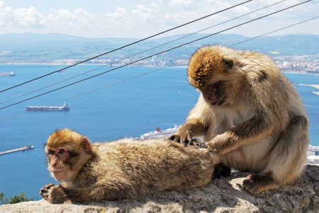 Two Barbary Apes (Macaca Sylvanus) on a wall near the top of the rock, Gibraltar, United Kingdom,...