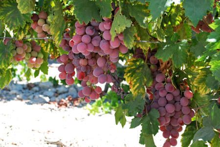 Ripe red grapes on the vine near Jerez de la Frontera, Cadiz Province, Andalusia, Spain, Western...