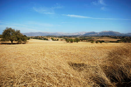 View of wheat fields with mountains to the rear, Between Iznajar and Archidona, Malaga Province, Andalusia, Spain, Western Europe.の写真素材