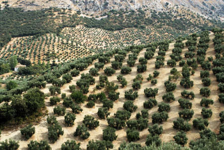 Olive groves on the mountainside, Priego de Cordoba, Cordoba Province, Andalusia, Spain, Western Europe.の写真素材