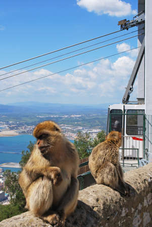 Two Barbary Apes (Macaca Sylvanus) on a wall near the top of the rock with a cable car to the rear, Gibraltar, United Kingdom, Western Europe.のeditorial素材