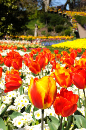 Red and yellow Tulips in Quarry Park during the Springtime, Shrewsbury, Shropshire, England, UK, Western Europe.の写真素材