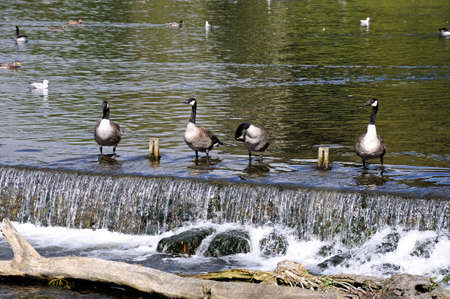 Canada Geese standing on the weir along the River Wye, Bakewell, Derbyshire, England, UK, Western...