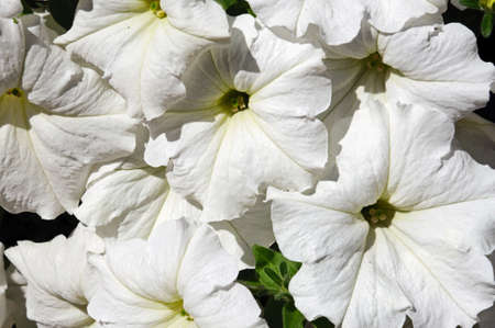 White Petunias in full bloom.の写真素材