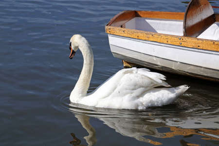Swan swimming alongside a rowing boat on the River Avon, Stratford-upon-Avon, Warwickshire, England, UK, Western Europe.の写真素材
