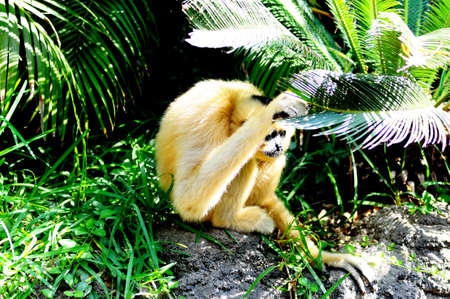 Golden cheek gibbon, also known as yellow-cheeked gibbon (Nomascus gabriellae), Fuengirola, Costa...