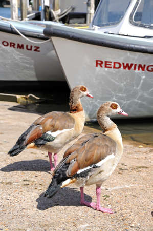 Two Egyptian Geese standing by boats alongside the River Thames, Henley-on-Thames, Oxfordshire, England, UK, Western Europe.のeditorial素材