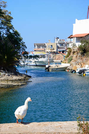 White goose on the edge of the harbour with boats and town buildings to the rear, Sissi, Crete, Europe.のeditorial素材