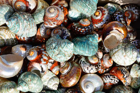 Colourful seashells on the quayside, Heraklion, Crete, Greece, Europe.の写真素材