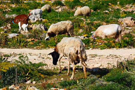 Sheep and goats grazing on scrubland by Dingli Aviation radar station, Dingli, Malta, Europe.