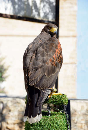 View of a captive Harris Hawk on a perch, Malta, Europe.