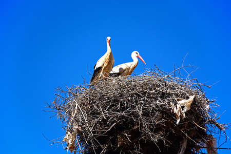Adult storks n a large nest made of twigs and branches on a telegraph pole against a blue sky,...