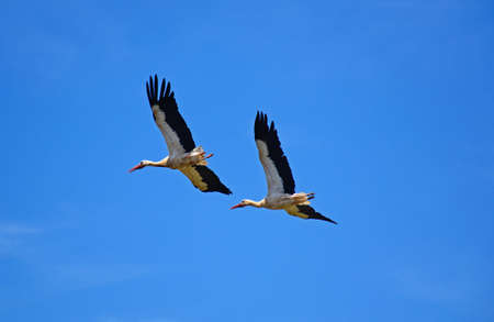 Two adult storks in flight against a blue sky, Silves, Portugal, Europe.