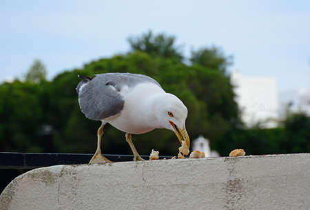 Seagull standing on wall eating bread, Albufeira, Algarve, Portugal, Europe.の写真素材