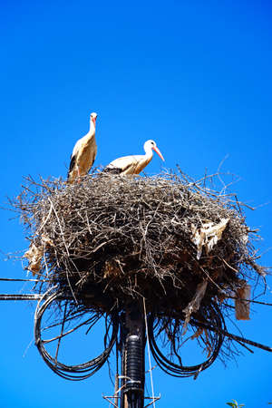 Adult storks n a large nest made of twigs and branches on a telegraph pole against a blue sky,...