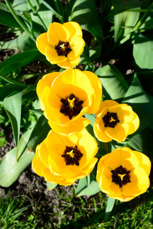 Yellow tulips in full bloom, England, UK, Europe.