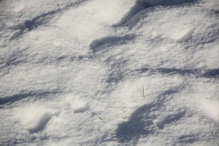 Undulating snow background with the occasional blade of grass showing through