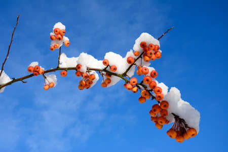 Snow laden crab apple fruit and branches against a blue sky, England, UK, Western Europe.の写真素材