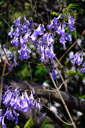 Jacaranda tree in full bloom, Algarve, Portugal, Europe.の写真素材