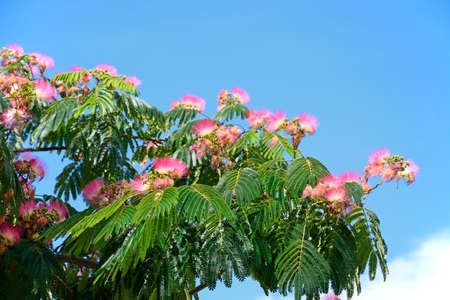 Pretty pink and white flowering silk tree (Albizia Julibrissin) against a blue sky, Ayamonte, Huelva Province, Andalucia, Spain, Europe.の写真素材