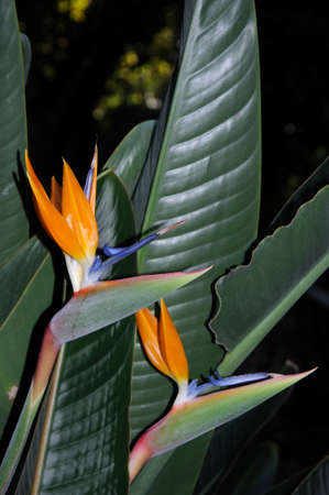 Bird of Paradise flowers in full bloom, Malaga, Costa del Sol, Malaga Province, Andalucia, Spain,...