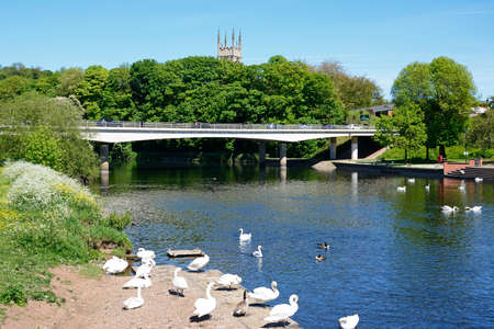 Swans on the River Trent riverbank with views towards the A5189 road bridge with St Peters church tower to the rear, Burton upon Trent, Staffordshire, England, UK, Western Europe.のeditorial素材