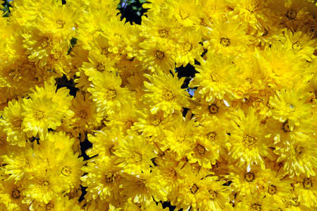 Yellow Chrysanthemums floral background.