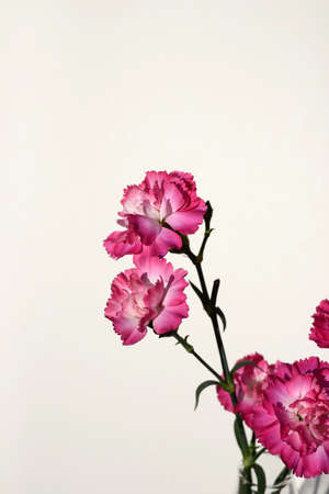Pink Carnations in a clear glass vase with a white background, UK