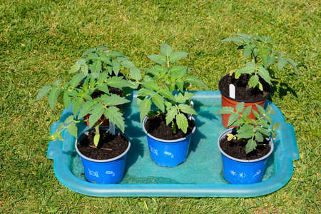 Young Summerlast variety of Tomatoes in pots, UKのeditorial素材
