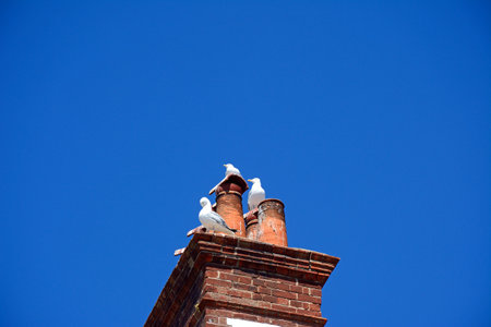 Three seagulls sitting on chimney pots, Sidmouth, Devon, UK, Europe,の写真素材