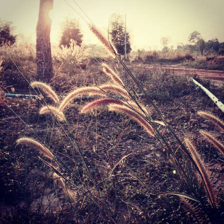 Sun and flower.の素材