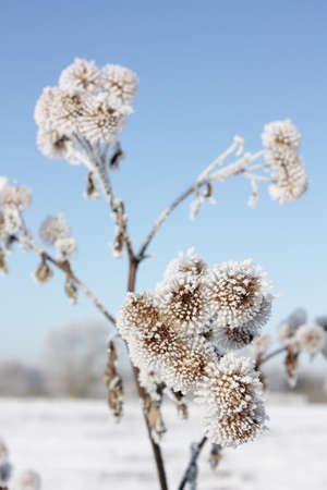 Frost on plant in winterの写真素材