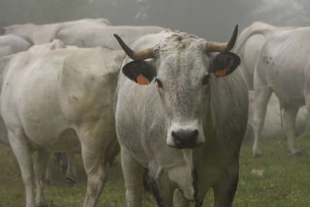 herd of cows in Pyreneesの写真素材