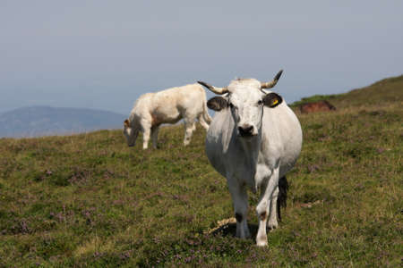 Gascon cow in Pyrenees