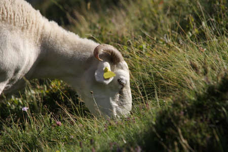 Sheep grazing in Pyreneesの写真素材