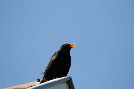common blackbird (Turdus merula) perched on roofの写真素材