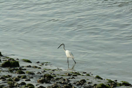 Little egret (egretta garzetta)