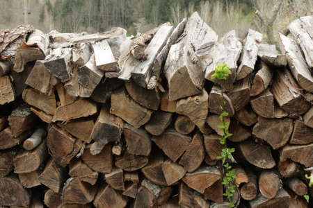 Wood pile