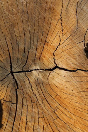 Wood textureの写真素材