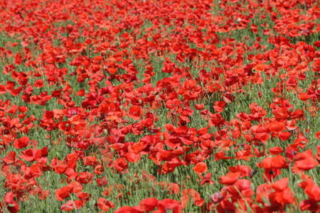 Field of red poppy in springの写真素材