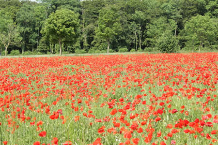 Field of red poppy in Picardy, Franceの写真素材