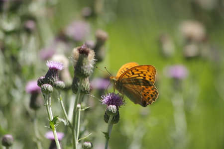silver-washed fritillary (Argynnis paphia)の写真素材