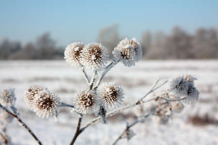 Frost on plant in winterの写真素材