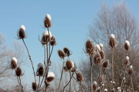 Frost on a plant in winterの写真素材