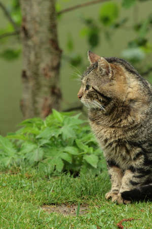 Cat (Felis silvestris catus)