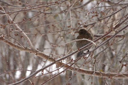 female blackbird in winterの写真素材